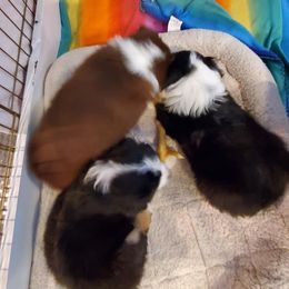 Miniature American Shepherd Puppies from WestOak Miniature American Shepherds
