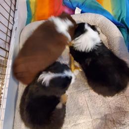 Miniature American Shepherd Puppies from WestOak Miniature American Shepherds