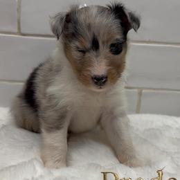 Girl 3 - female Shetland Sheepdog puppy in Zephyrhills, Florida from Highland Shelties & Aussies