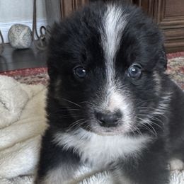 Girl 4 - female Australian Shepherd puppy in Nezperce, Idaho from Willow Creek Farm