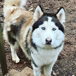 Siberian Huskies from Exotics unchained