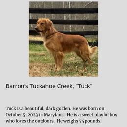Tuck - Golden Retriever