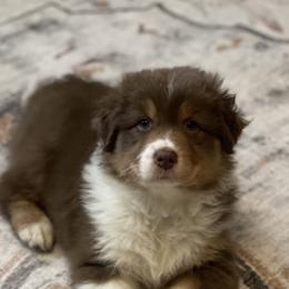 Australian Shepherds from Willowlake Australian Shepherds
