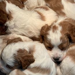 Cavapoo and Poodle Puppies from Browns Babies