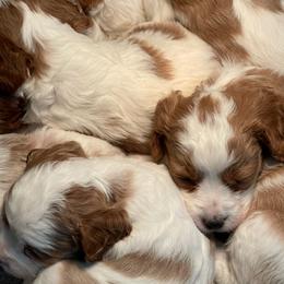 Cavapoo and Poodle Puppies from Browns Babies