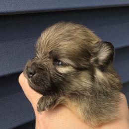 Sinéad - Cream sable female Pomeranian puppy in Hooksett, New Hampshire from Granite State Pomeranians