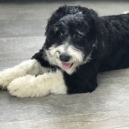 Storm - Bernedoodle