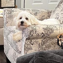 Havanese All Grown Up from Bentley’s Beloved Havanese