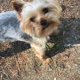 "Yogi (Son of Zeus and Tasha)" Yorkshire Terrier All Grown Up from J. Fortin Yorkies