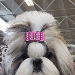 Mastiffs and Shih Tzus from AKA Shih Tzu