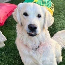 Dahlia - Golden Retriever