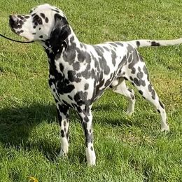 Dalmatians from Siren-Super Sport Dalmatians
