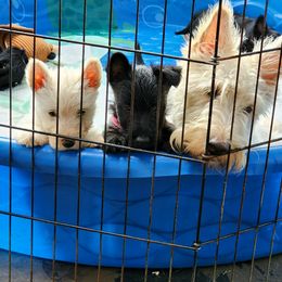 Scottish Terrier Puppies from Nicole's Scottish Terriers