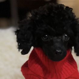 French Bulldogs and Poodles from YZC Frenchies at 4C Ranch