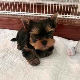 Roo - girl puppy - Blue and gold female Yorkshire Terrier puppy in Palm Bay, Florida from Bricriu Kennels, Reg.
