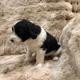 Glory - Parti female Labradoodle puppy in Churchill County Fallon, Nevada from Card Family Ranch