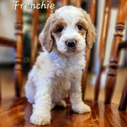 Frenchie - Parti female Goldendoodle puppy in Pollock Pines, California from Ten Acre Wood Doodles