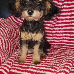 Poodle Puppies from Sweetie Pie Poodles