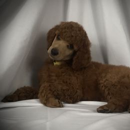 Poodle Puppies from Prissy Pants Poodles LLC