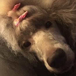 Gabby - Poodle