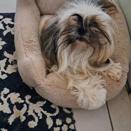 Padme - Lhasa Apso