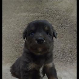 Jg1 - Blue merle female Miniature Australian Shepherd puppy in Bend, Oregon from Badlands Toy and Mini Aussies