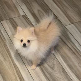 Boy - Cream male Pomeranian puppy in Avondale, Arizona from Mely Pomlove