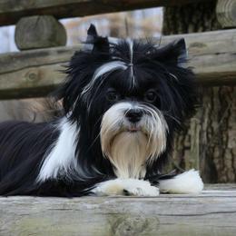 Marvel - Yorkshire Terrier