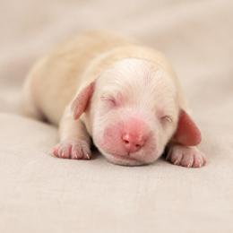 Avalanche - Cream male Dachshund puppy in Riverton, Wyoming from Wild Rose Ridge Doxies