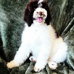 Maui - Brown and white male Sheepadoodle puppy in Heyburn, Idaho from Royal T Acres