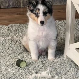 Shetland Sheepdog Puppies from Southern Charm Sheltie’s