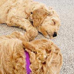 Poodle Puppies from Serene Arenas' Standard Poodles