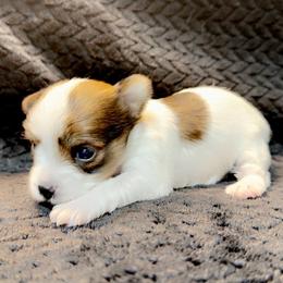 Salem - Parti female Yorkshire Terrier puppy in Pryor Creek, Oklahoma from DK’s Littles & Co