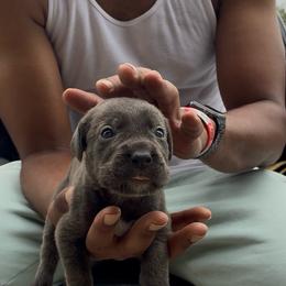 Girl 5 - Gray female Cane Corso puppy in Sienna, Texas from Robinson Elite Corsos
