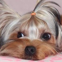 Yorkshire Terriers from Uptown Yorkies