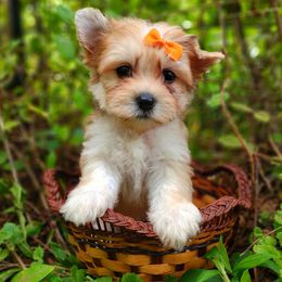 Companion Cross, Havanese, Mal-Shi, Maltese, Maltipoo, Morkie, and Shih Tzu Puppies from Seeking Shalom Acres Maltese, Maltipoos & Havamalts