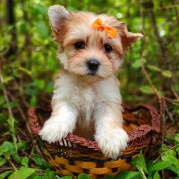 Companion Cross, Havanese, Mal-Shi, Maltese, Maltipoo, Morkie, and Shih Tzu Puppies from Seeking Shalom Acres Maltese, Maltipoos & Havamalts