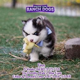 Finn - Black and white male Pomsky puppy in Humeston, Iowa from M.A.R. Dogs