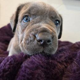 Gamora aka Big Mama - Gray female Cane Corso puppy in St. Augustine, Florida from RG2 Cane Corsos