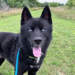 Siberian Huskies from Nordic Valley Kennels