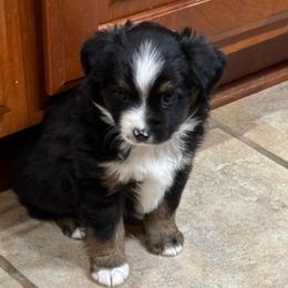 Prancer - Black tri male Toy Australian Shepherd puppy in Albia, Iowa from J Bar M Toy and Mini Aussies