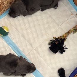 Cane Corso Puppies from The Dorado Ranch