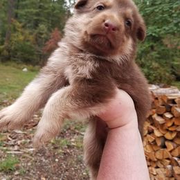 German Shepherd Puppies from Fyrestorm Shepherds