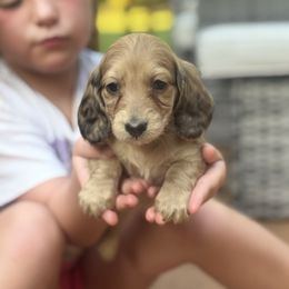 Girl 3 - Cream female Dachshund puppy in Rio, Wisconsin from 3k Corgis and Miniature Dachshunds