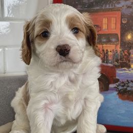 Christmas Elf - Blenheim male Cavapoo puppy in Peoria Heights, Illinois from Gardner Lane Puppies