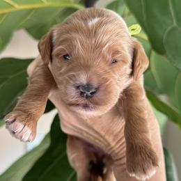 Girl 5 - female Goldendoodle puppy in Gilbert, Arizona from DogHouse Doodles