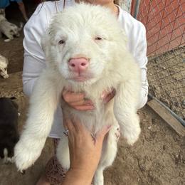 Bandit - Red merle male Australian Shepherd puppy in Four Oaks, North Carolina from RoseWest Farms