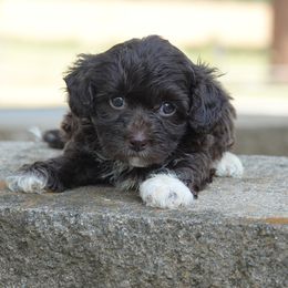 Minnie - Chocolate female Havapoo puppy in Bowling Green, Kentucky from Denise Clark