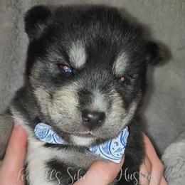 Ragnarök - Black tan and white male Siberian Husky puppy in Richland, Mississippi from Feazell’s Siberian Huskies