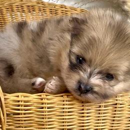Bolt - Orange sable male Pomeranian puppy in Eden, North Carolina from Whippoorwill Pomeranians